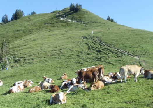עדר פרות במהלך המסלול באגמי בוואריה